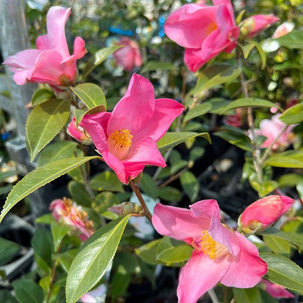 ツバキ（椿）：チューリップタイム4号ポット