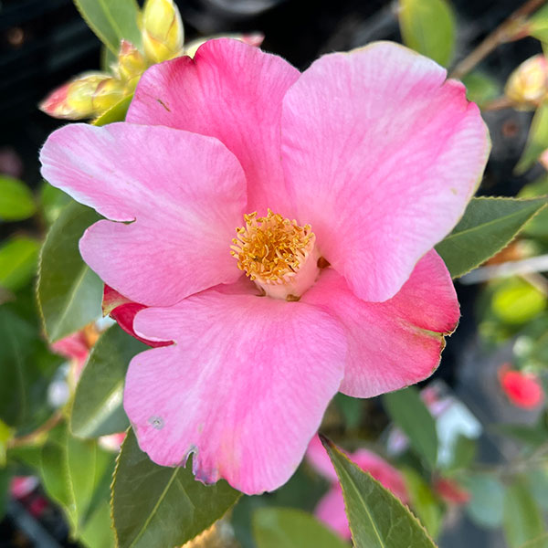 ツバキ（椿）：チューリップタイム4号ポット