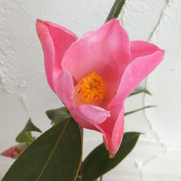 ツバキ（椿）：チューリップタイム4号ポット