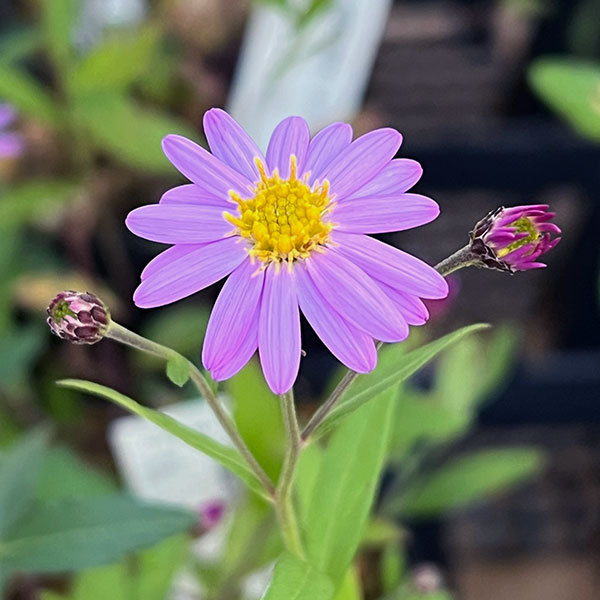 ノギク(野菊):桃花ノコンギク桃仙3号ポット 2株セット