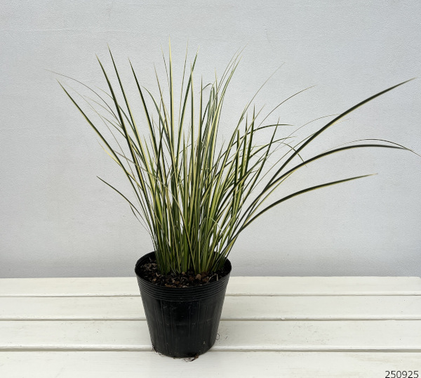 セキショウ：斑入り（正宗石菖・マサムネセキショウ）5号ポット