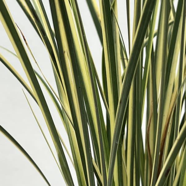 セキショウ：斑入り（正宗石菖・マサムネセキショウ）5号ポット