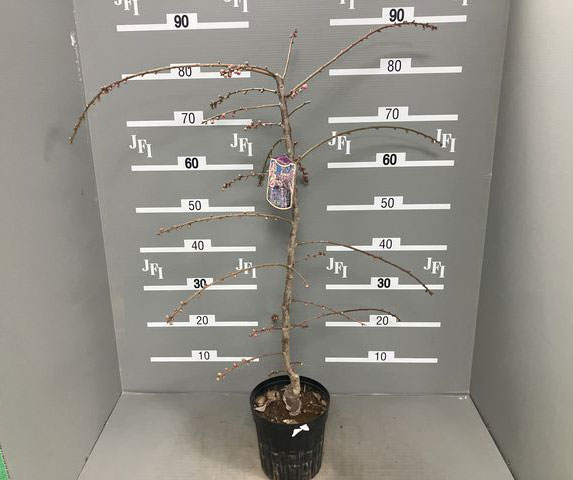 花梅(ハナウメ):藤牡丹枝垂れ(フジボタンシダレ)6号鉢植え樹高80cm