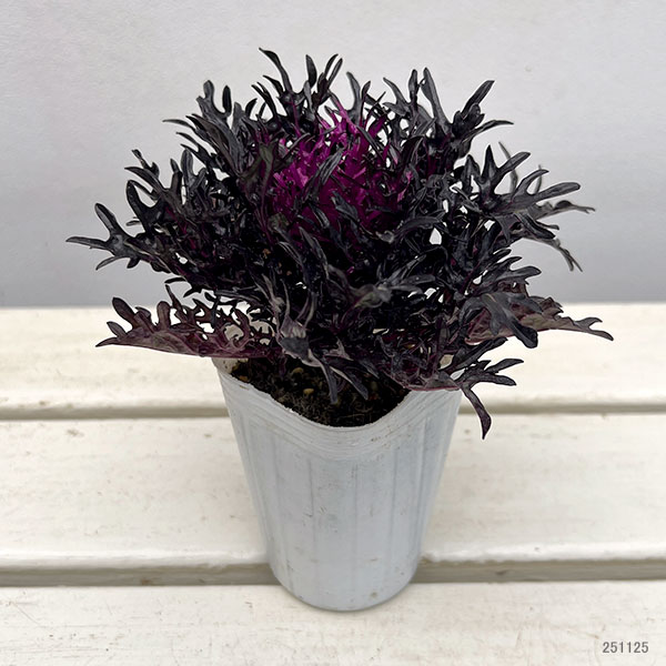 ハボタン：光子プレミアム（切葉系）2.5号ポット