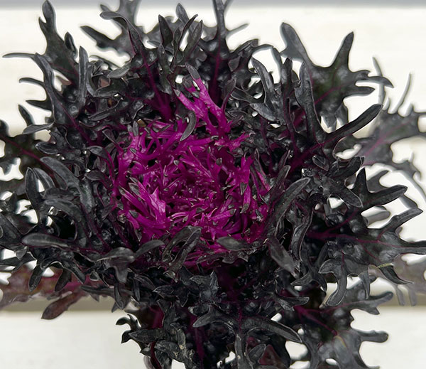 ハボタン：光子プレミアム（切葉系）2.5号ポット