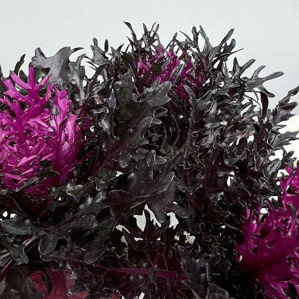 ハボタン：光子プレミアム（切葉系）2.5号ポット