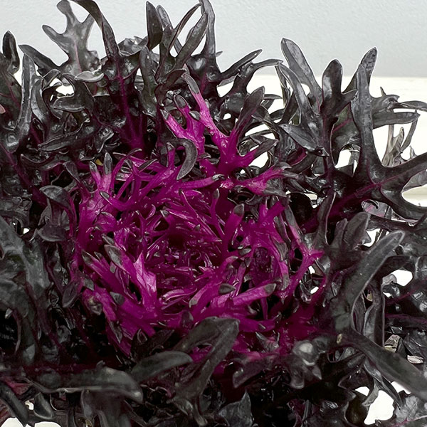 ハボタン：光子プレミアム（切葉系）2.5号ポット