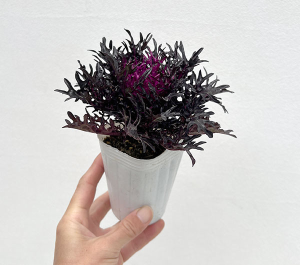 ハボタン：光子プレミアム（切葉系）2.5号ポット