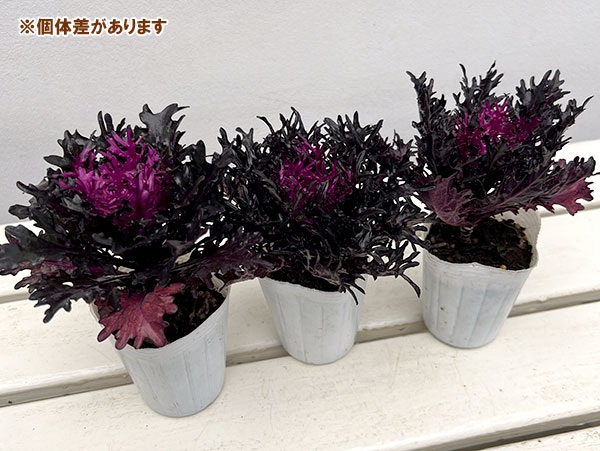 ハボタン：光子プレミアム（切葉系）2.5号ポット