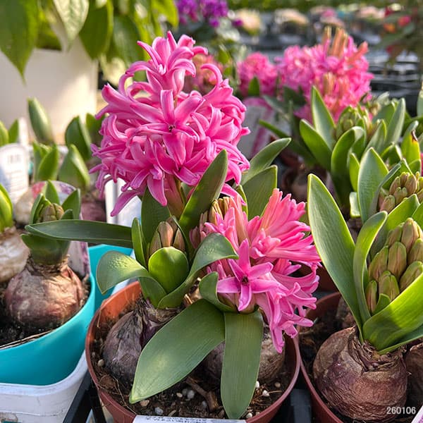 ヒヤシンス：ピンク4号ポット（3球植え）