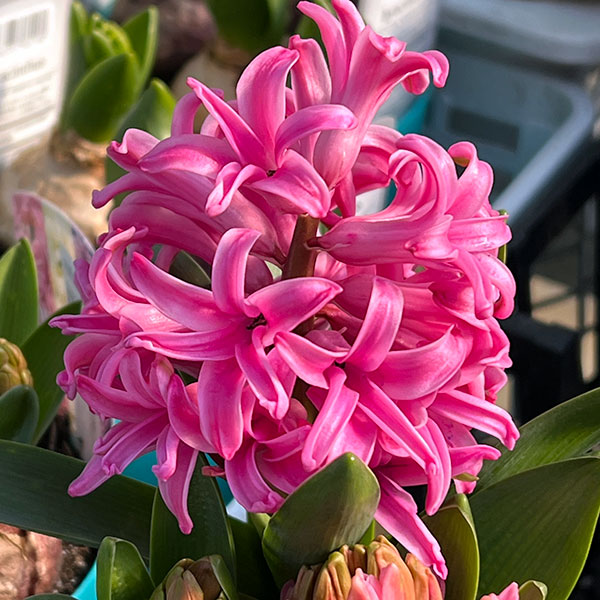 ヒヤシンス：ピンク4号ポット（3球植え）