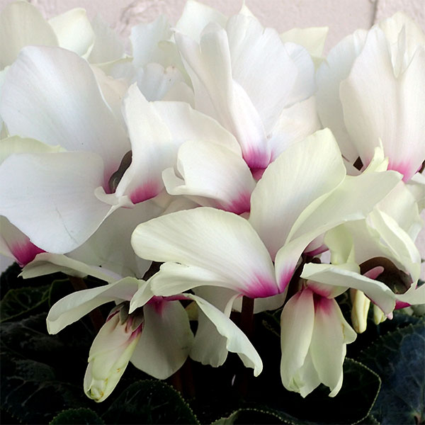 シクラメン：ネオゴールデンガール5号鉢植え の通販 | 園芸ネット