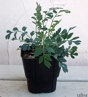 コリダリス:キャナリーフェザー5号鉢植え