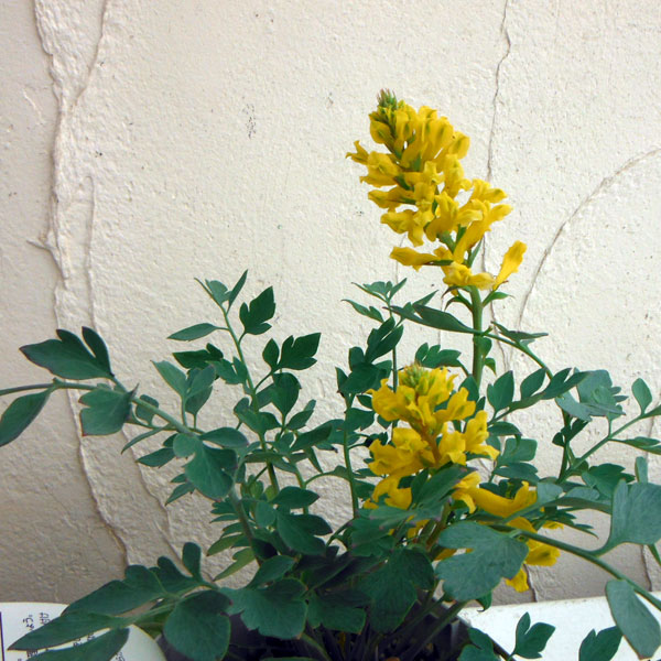 コリダリス:キャナリーフェザー5号鉢植え