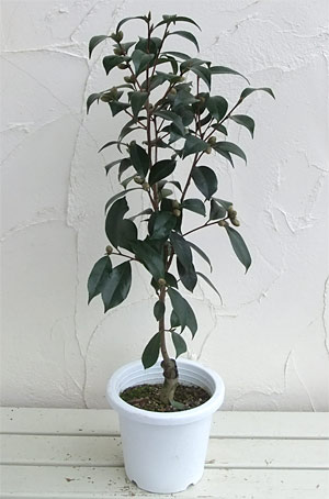 ツバキ（椿）：黒椿6号鉢植え