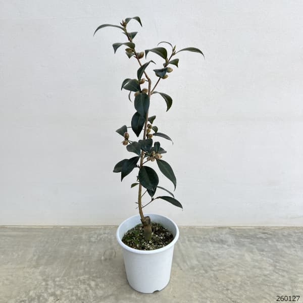 ツバキ（椿）：黒椿6号鉢植え