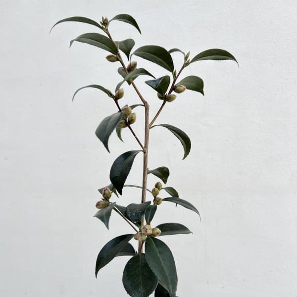 ツバキ（椿）：黒椿6号鉢植え