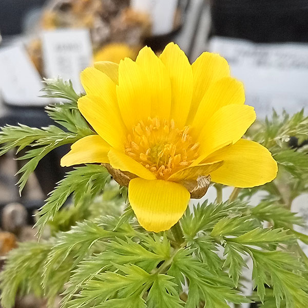 フクジュソウ(福寿草）：済州島姫福寿草3号ポット