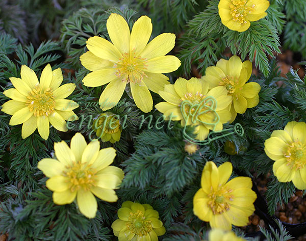 フクジュソウ(福寿草）：済州島姫福寿草3号ポット