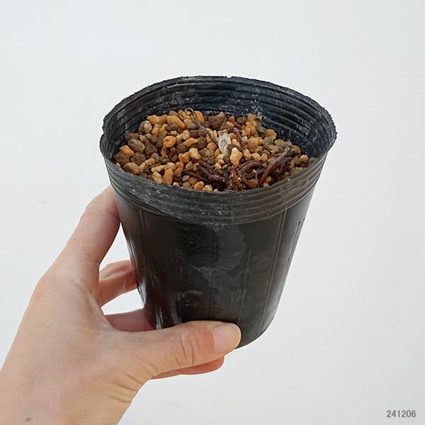 フクジュソウ(福寿草）：済州島姫福寿草3号ポット