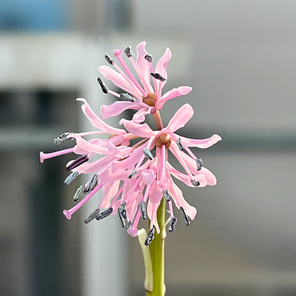 ショウジョウバカマ3号ポット