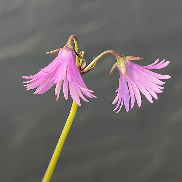 イワカガミダマシ2.5～3号ポット