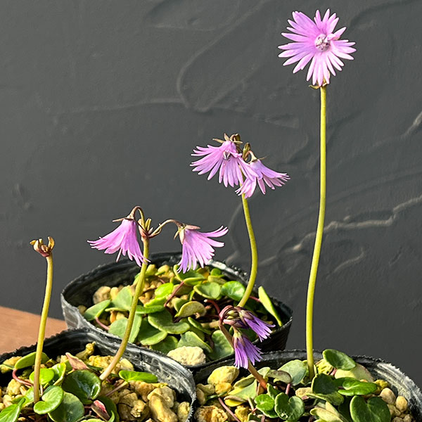 イワカガミダマシ2.5～3号ポット