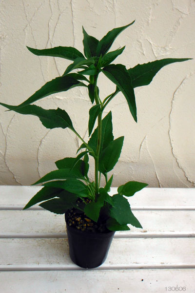 エキナセア：バージン（ヴァージン）4号ポット