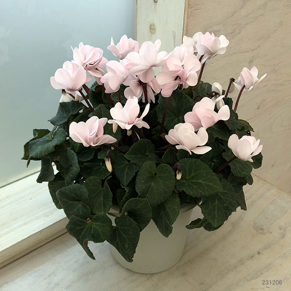 シクラメン（八重咲き）：ウインクパールホワイト5号鉢植え