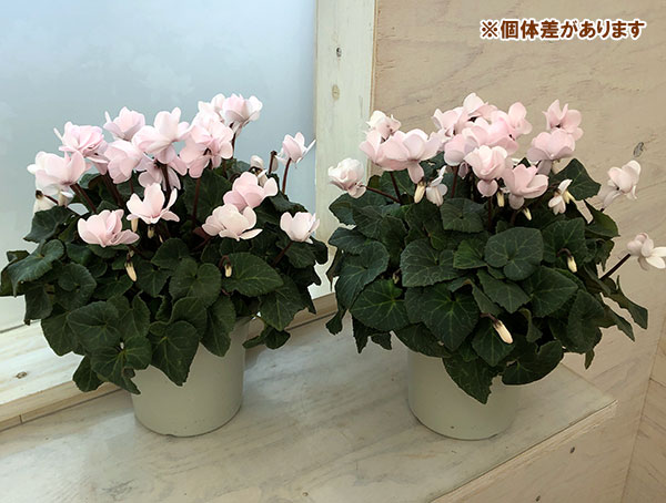 シクラメン（八重咲き）：ウインクパールホワイト5号鉢植え