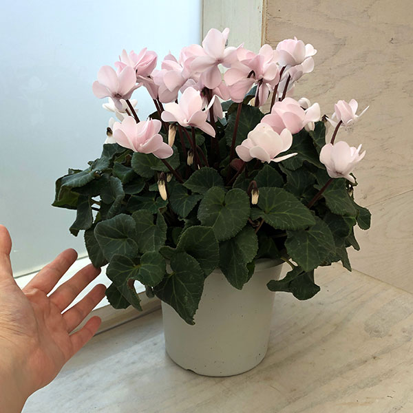 シクラメン（八重咲き）：ウインクパールホワイト5号鉢植え