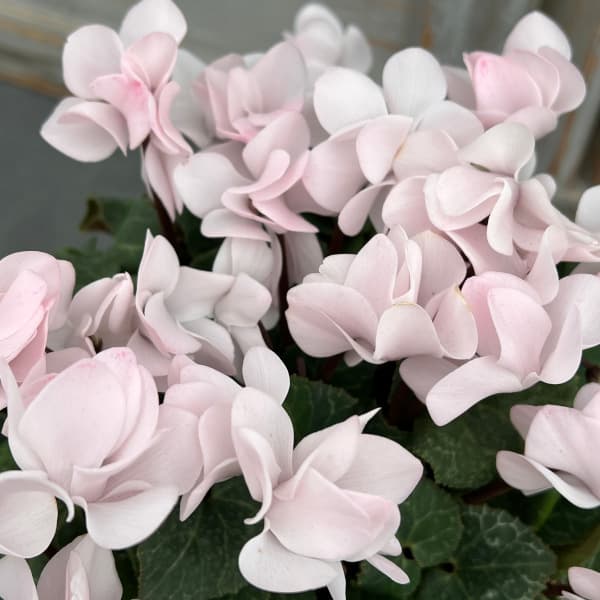 シクラメン（八重咲き）：ウインクパールホワイト5号鉢植え