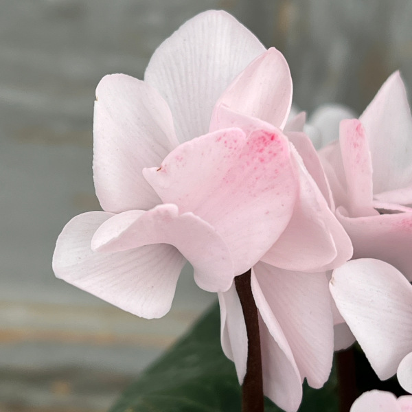 シクラメン（八重咲き）：ウインクパールホワイト5号鉢植え