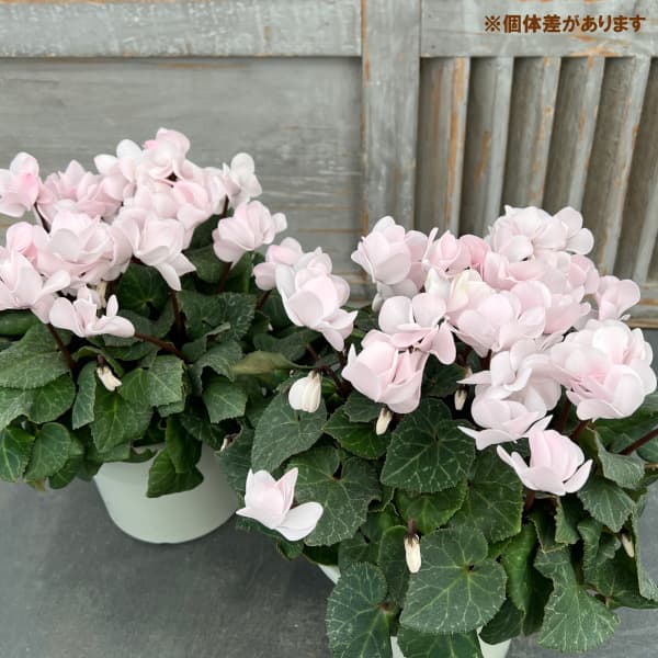 シクラメン（八重咲き）：ウインクパールホワイト5号鉢植え の