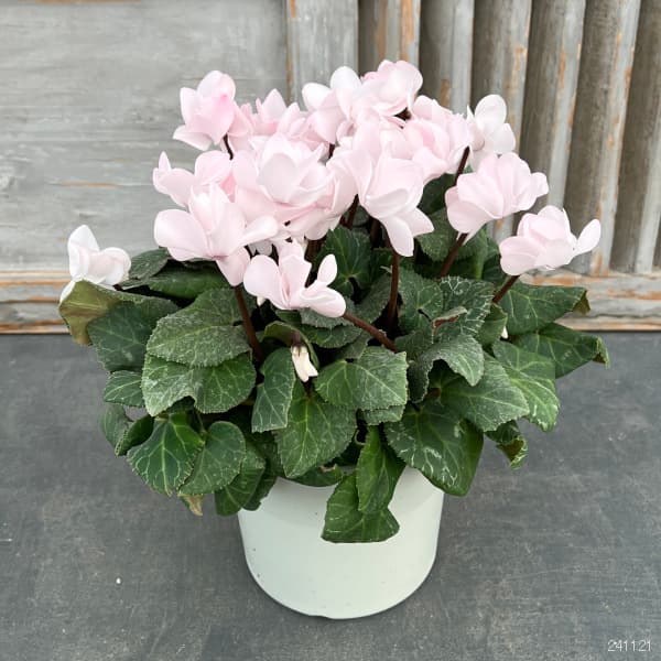 シクラメン（八重咲き）：ウインクパールホワイト5号鉢植え