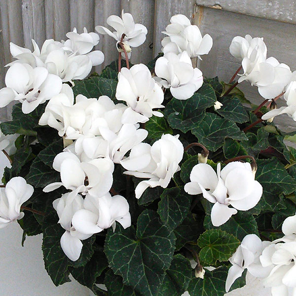 シクラメン（八重咲き）：ウインクパールホワイト5号鉢植え