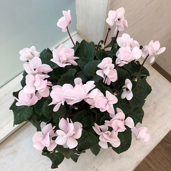 シクラメン（八重咲き）：ウインクパールホワイト5号鉢植え