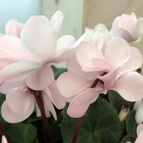 シクラメン（八重咲き）：ウインクパールホワイト5号鉢植え