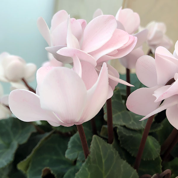 シクラメン（八重咲き）：ウインクパールホワイト5号鉢植え