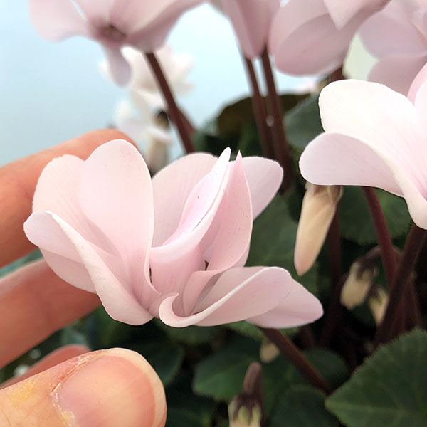 シクラメン（八重咲き）：ウインクパールホワイト5号鉢植え