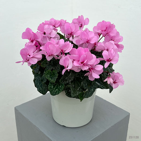 シクラメン（八重咲き）：ウインク ピンク5号鉢植え