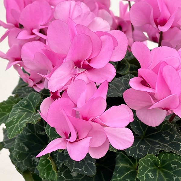 シクラメン（八重咲き）：ウインク ピンク5号鉢植え