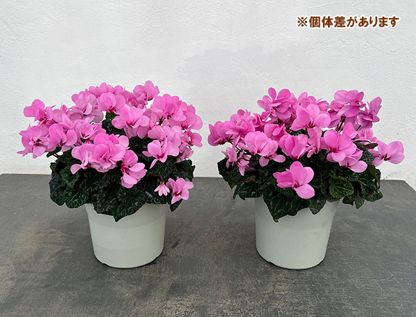 シクラメン（八重咲き）：ウインク ピンク5号鉢植え