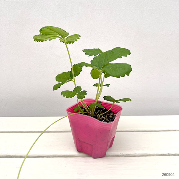 イチゴ:四季なりいちご あまごこち3号ポット 6株セット