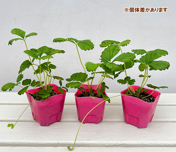 イチゴ:四季なりいちご あまごこち3号ポット 6株セット