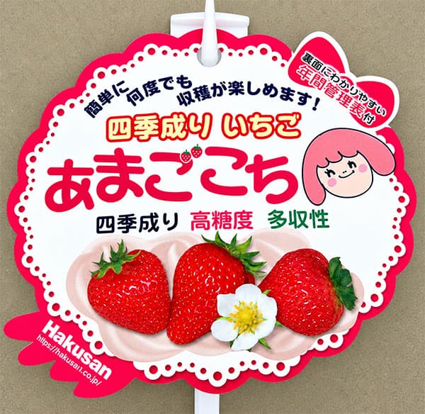 イチゴ:四季なりいちご あまごこち3号ポット 6株セット