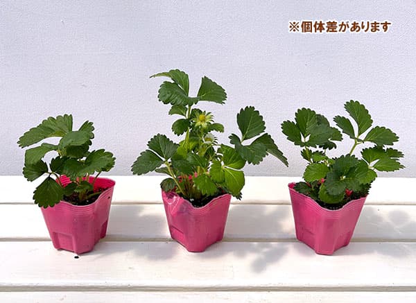 イチゴ:四季なりいちご あまごこち3号ポット 6株セット