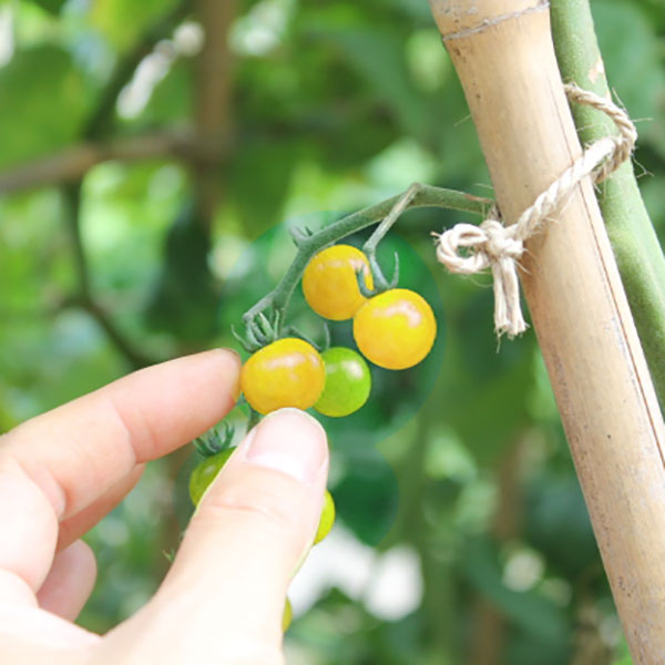 トマト：マイクロトマト イエロートパーズ[野菜タネ]