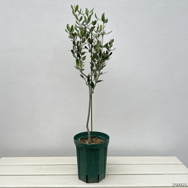 オリーブ：ルッカ 　5号ポット