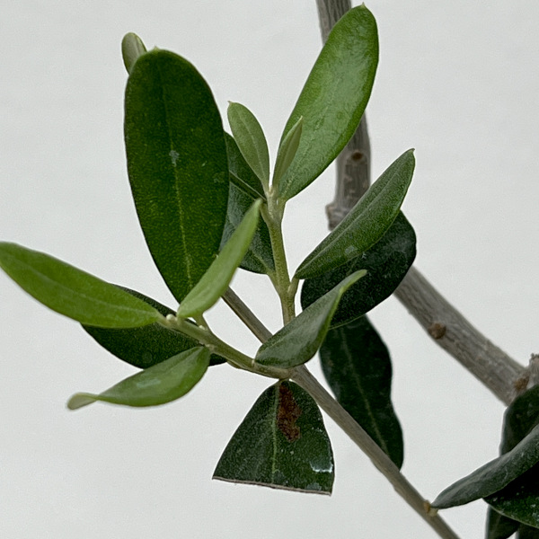 オリーブ：ルッカ 　5号ポット